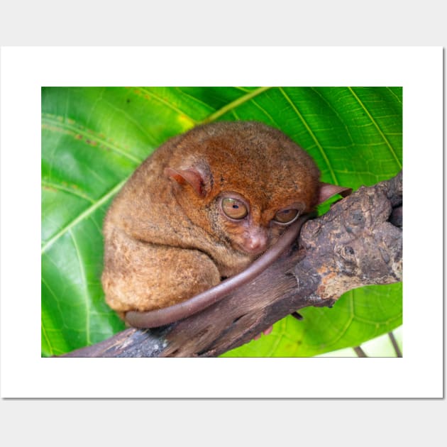 Tarsier, Bohol, Philippines Wall Art by Upbeat Traveler